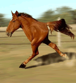 cheval de deux pied